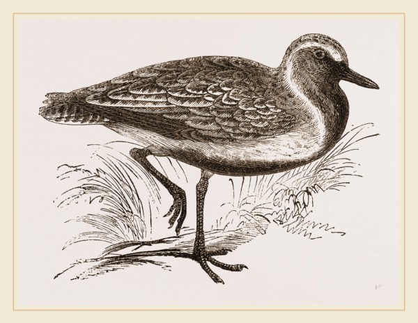 Golden Plover