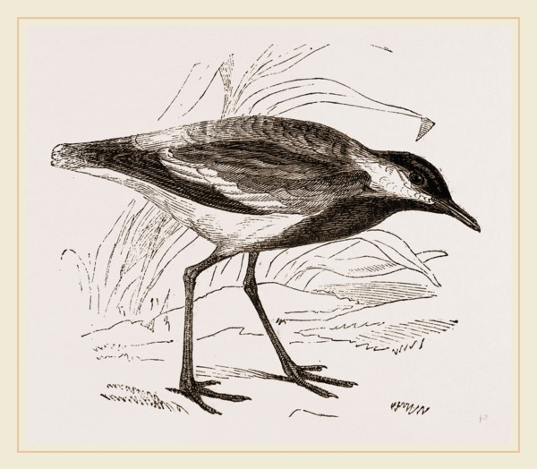 Spur-winged Plover