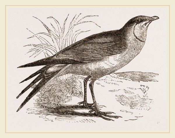 Collared Pratincole