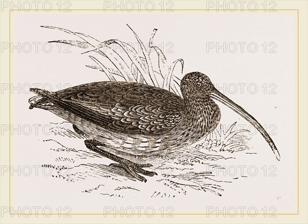 Curlew