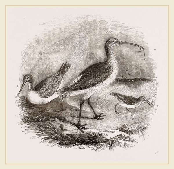 Group of Scolopacidae