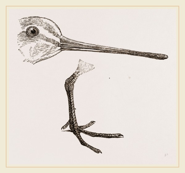 Hed and Leg of Snipe