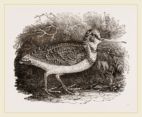 Woodcock