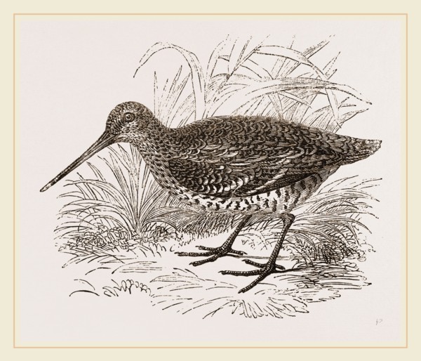 Solitary or Great Snipe