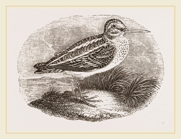 Jack Snipe