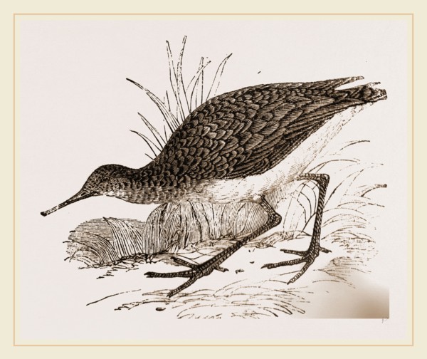 Ruff in winter Plumage