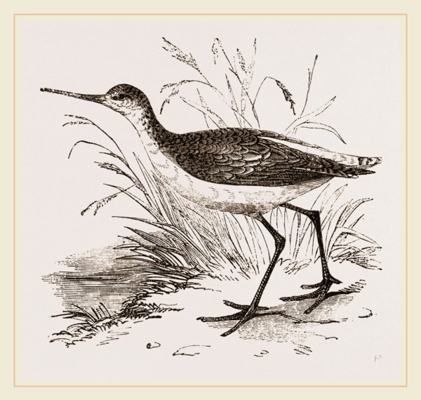 Marsh Sandpiper