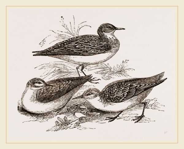 Little Sandpipers