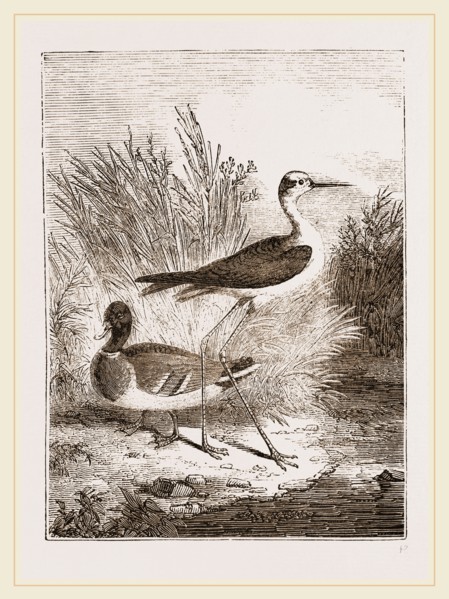 Black-winged Stilt-Plover