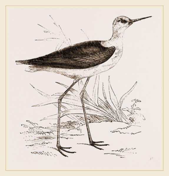 Black-winged Stilt Plover