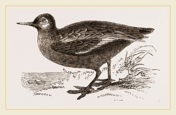 Grey Phalarope Summer Plumage