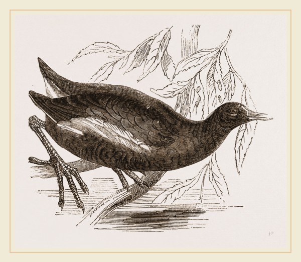 Moorhen