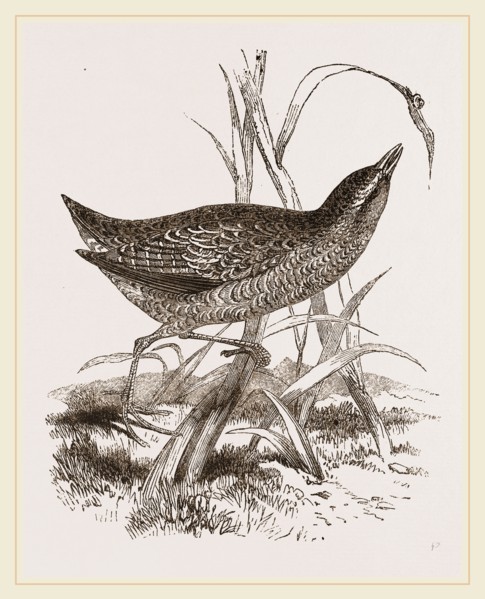 Spotted Crake
