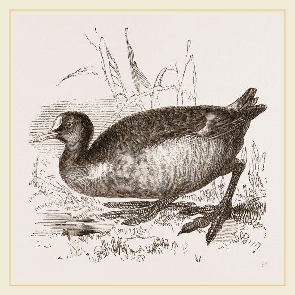 Coot