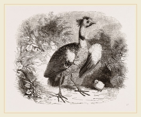 Crested Screamer and Young