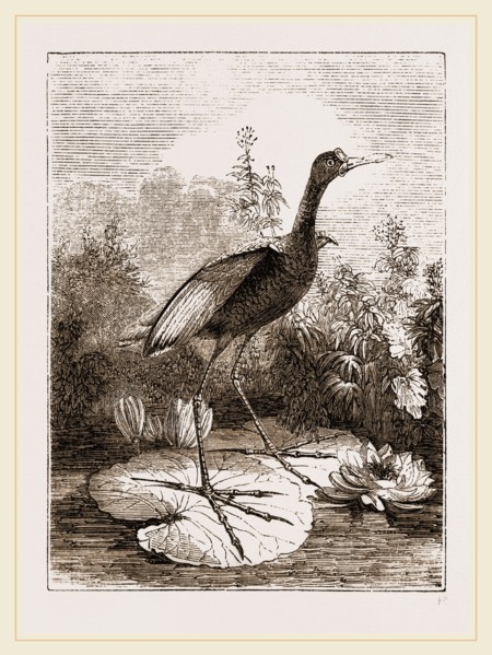 Common Jacana