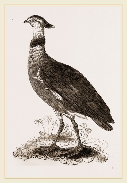 Crested Screamer