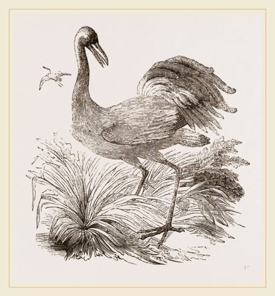 Crane