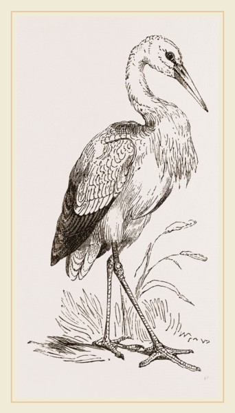 Stork
