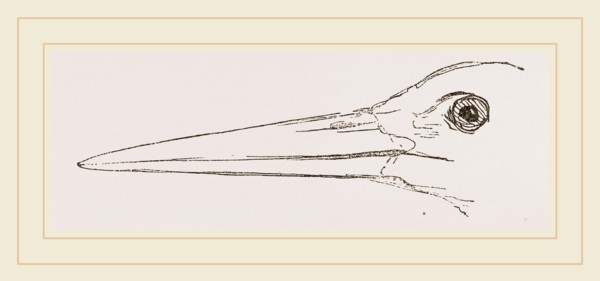 Bill of Stork