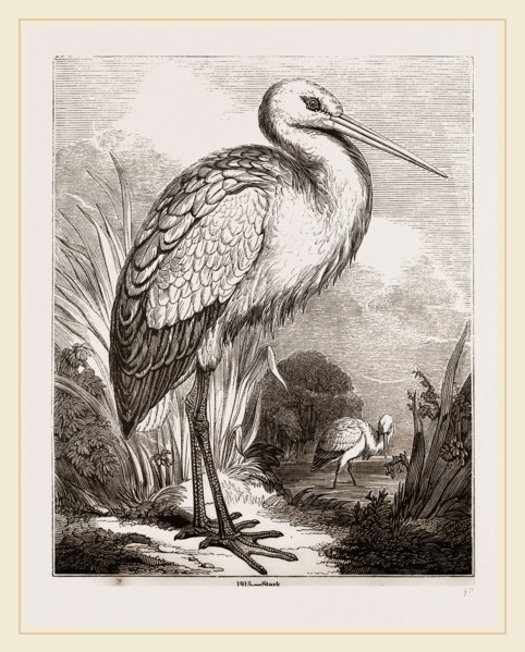 Stork