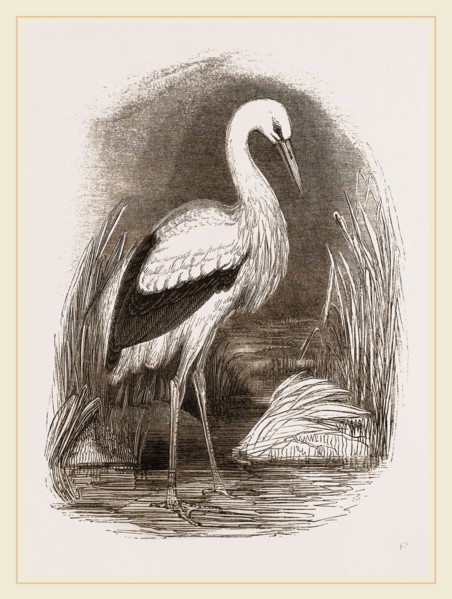 Stork