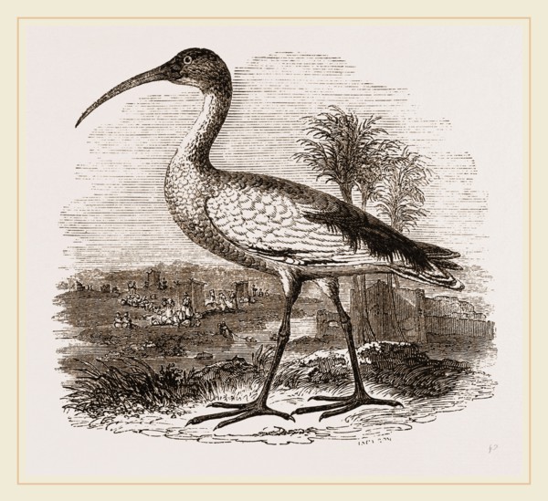 Sacred Ibis