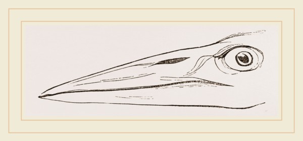 Bill of Marabou
