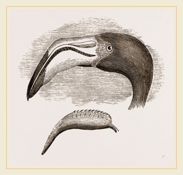 Head and Tongue of Flamingo