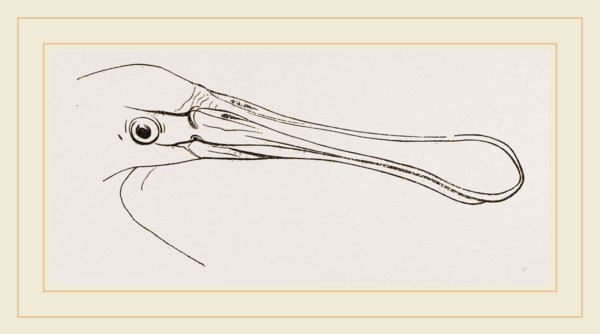 Bill of Spoonbill