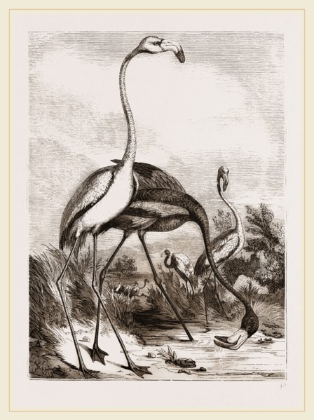 Flamingoes