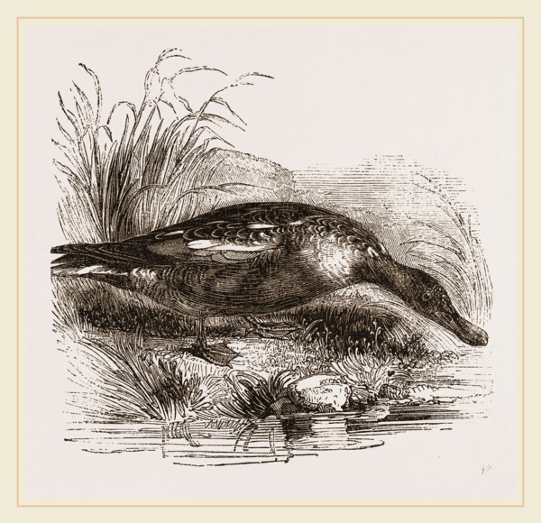 Shoveller