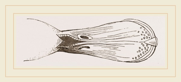 Bill of Shoveller