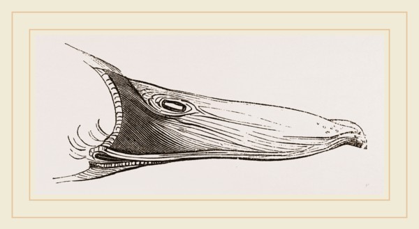 Bill of Mallard