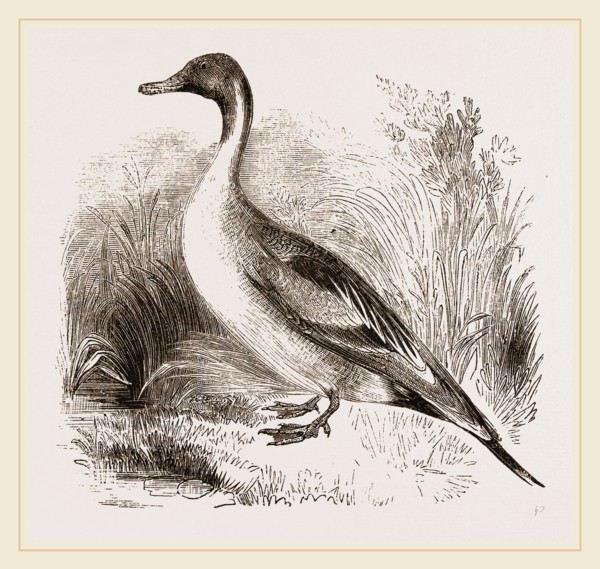 Pintailed Duck