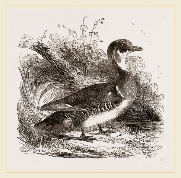Summer Duck
