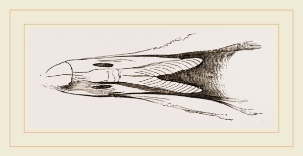 Bill of Eider-Duck