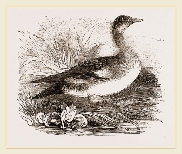 Americau Widgeon