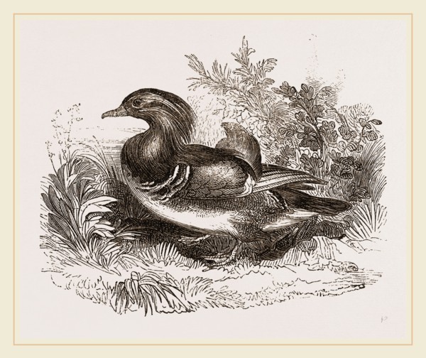 Mandarin duck
