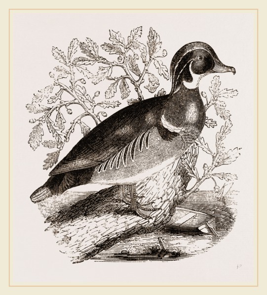 Summer Duck