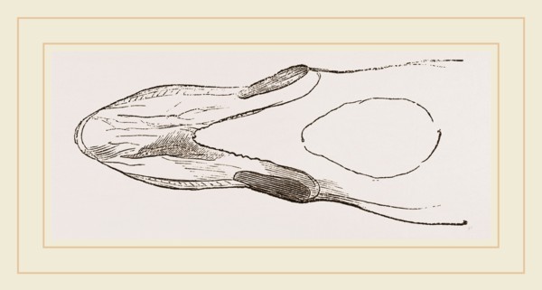 Bill of Surf-Duck