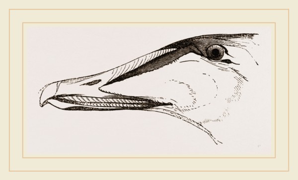 Bill of Eider-Duck