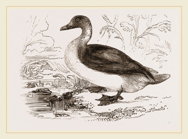 Long-tailed Duck Female