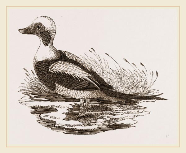 Long-tailed Duck Male