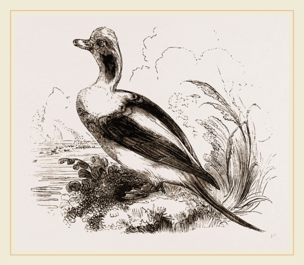 Long-tailed Duck Male