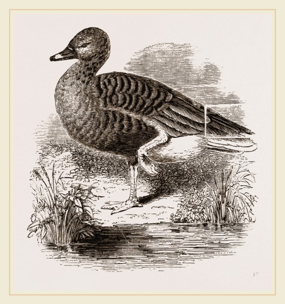 Beau Goose