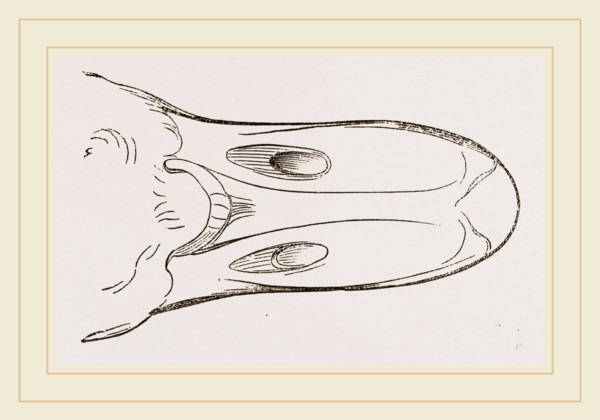 Bill of Egyptian Goose