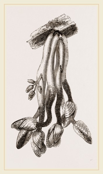 The Bernicle
