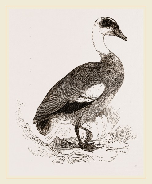 Egyptian Goose