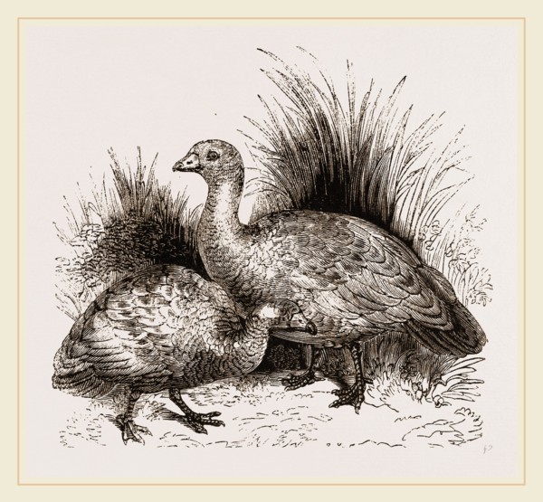 Cereopsis Geese